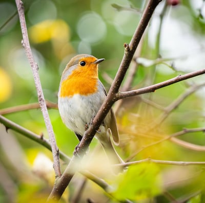 Ein Rotkehlchen im Garten in Grevenbrück. Foto: Philipp Geisler