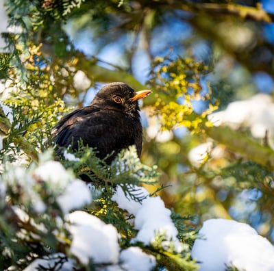 Amsel im Schnee. Foto: Philipp Geisler, Grevenbrück