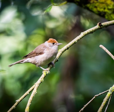 Mönchsgrasmücke auf einem Zweig. Foto: Philipp Geisler