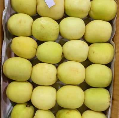 Apricot Pakistan