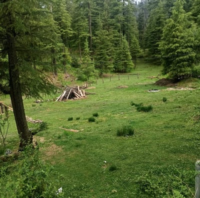 a field with a pile of logs and a pile of logs