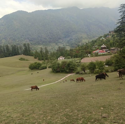 a herd of cattle grazing on a grassy field