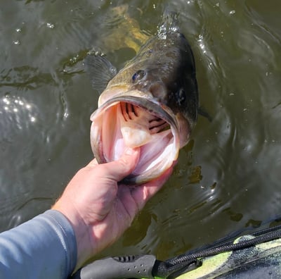 a person holding a fish in the water