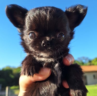 Filhote de chihuahua micro