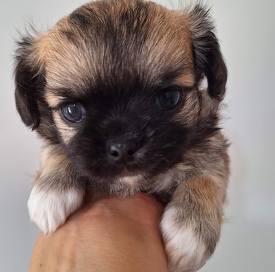 Filhote de chihuahua macho