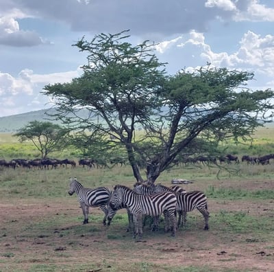 viaggi tour safari
