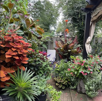 Andy Albright's garden