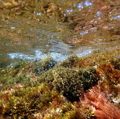 Algues photophiles des petits fonds rocheux côtiers