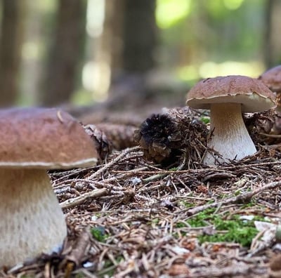 Les cèpes de Bordeaux, scientifiquement connus sous le nom de Boletus edulis