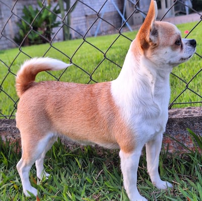 Canil de chihuahua