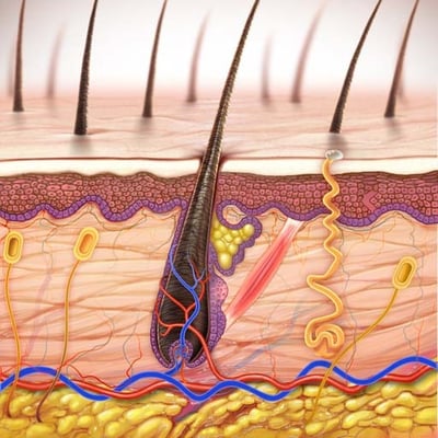 ilustracao medica de uma corte anatomico na pele 