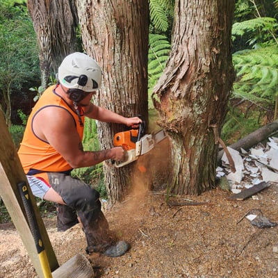 Chainsaw, Tree removal, Tree cutting, Tree, Safety, 