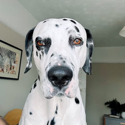 a dalmatian dog is standing in front of a person's head