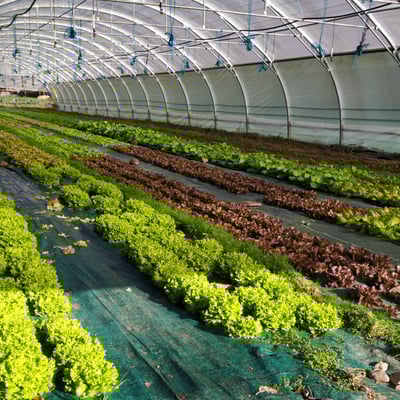 Salades sous serre