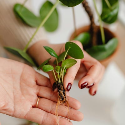 Plant pups with small roots ready to be dipped into rooting hormone and propagated