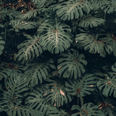 Fully fenestrated leaves on a wild Monstera deliciosa plant