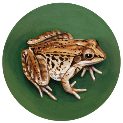 A spotted wood frog crouches in the round painting, looking up warily at the viewer.