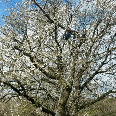 a man is standing on a ladder to reach a tree
