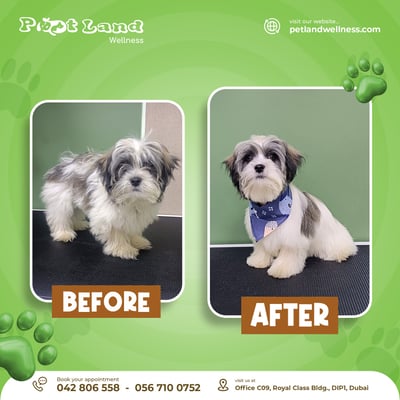 A gray and white dog before and after grooming