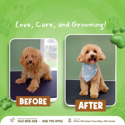 A small dog before and after grooming