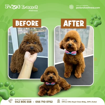 A brown dog before and after grooming