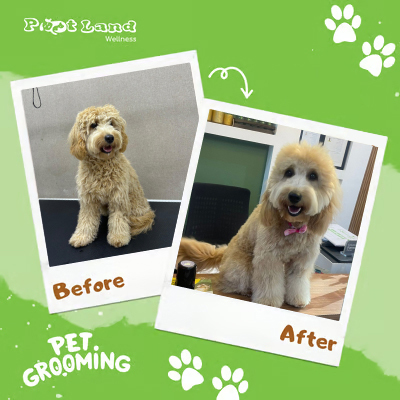 A dog before and after grooming