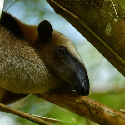 Tamandua in Corcovado National Park ,Costa Rica
