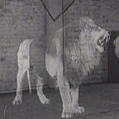 Ghost Lion