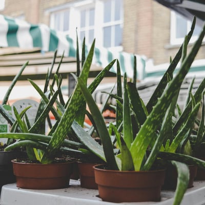 a group of indoor aloe vera plants