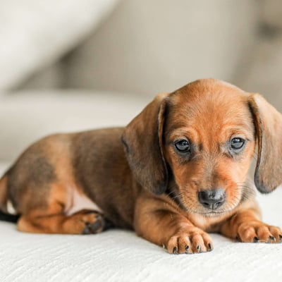 Dachshund Puppies for Sale