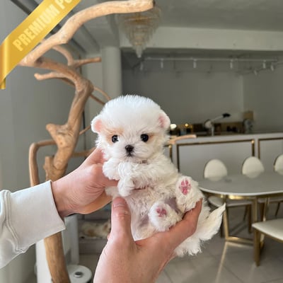 Maltipoo Puppies for Sale