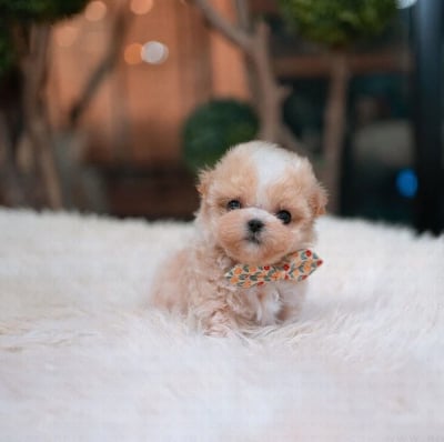Maltipoo Puppies for Sale