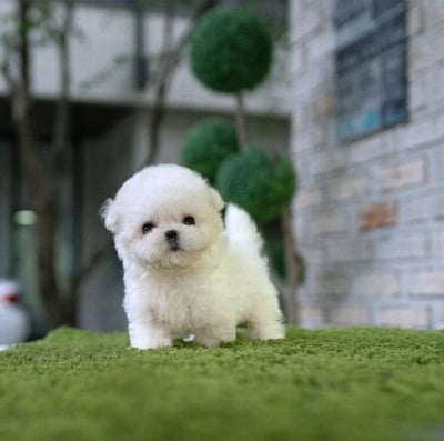Maltipoo Puppies for Sale