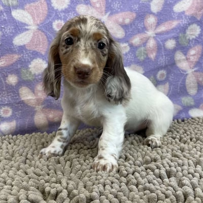 Dachshund Puppies for Sale