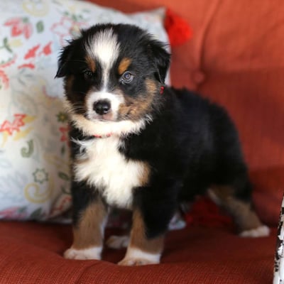 Australian Shepherd Puppies for Sale