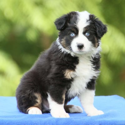 Australian Shepherd Puppies for Sale