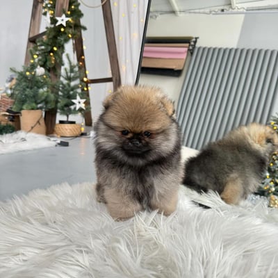 Teacup Pomeranian Puppies for Sale