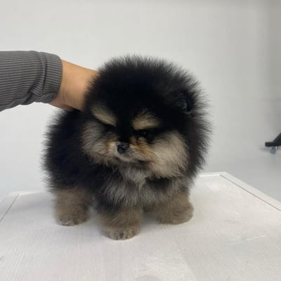 Teacup Pomeranian Puppies for Sale