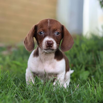 Dachshund Puppies for Sale