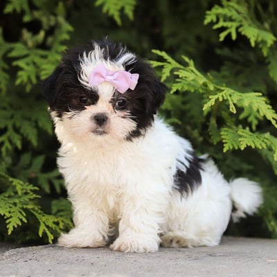 Dogs & Puppies for sale SA - South Africa