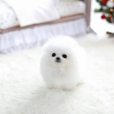Teacup Pomeranian Puppies for Sale