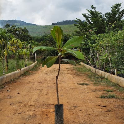 mudas mata atlântica