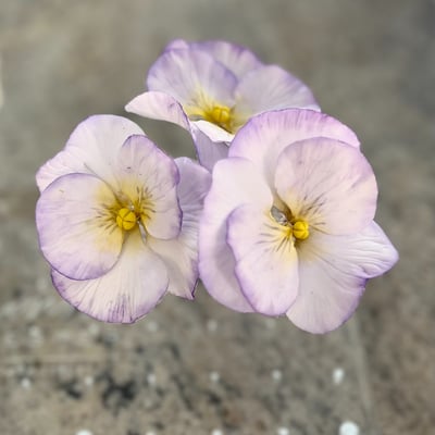 Sugar Flowers For Cakes