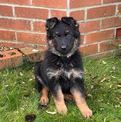 German Shepherd puppies for sale