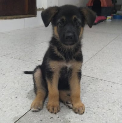 German Shepherd puppies for sale