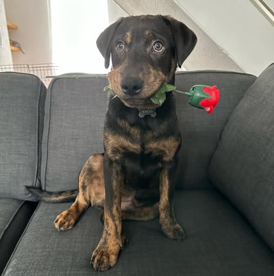 German Shepherd puppies for sale