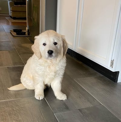 Golden Retriever Puppies for Sale