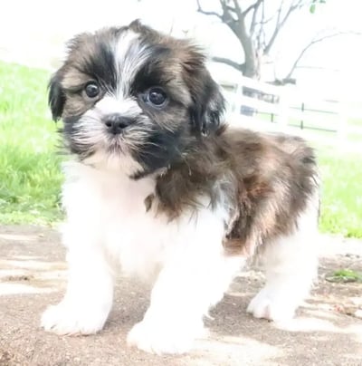 Shih Tzu for Sale