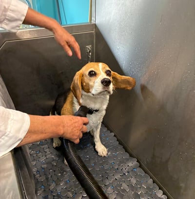 Photo de chien dans le dog wash