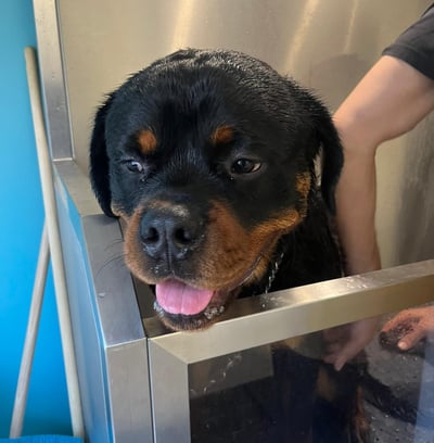 Photo de chien dans le dog wash
